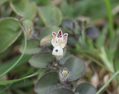 Andrographis serpyllifolia, photographed by Haneesh K M