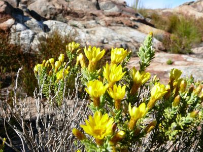 Oedera sedifolia, photographed by Tony Rebelo