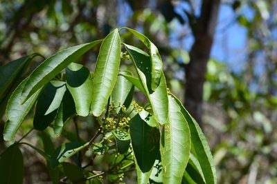 Pristimera celastroides, photographed by Neptalí Ramírez Marcial