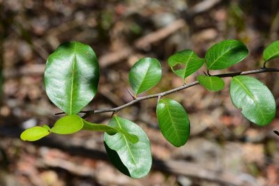 Erythroxylum mexicanum, photographed by Neptalí Ramírez Marcial