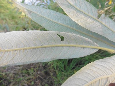 Salix gmelinii, photographed by Силаева Татьяна Борисовна