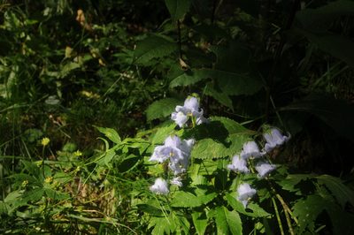 Campanula barbata, photographed by Aaron Iemma