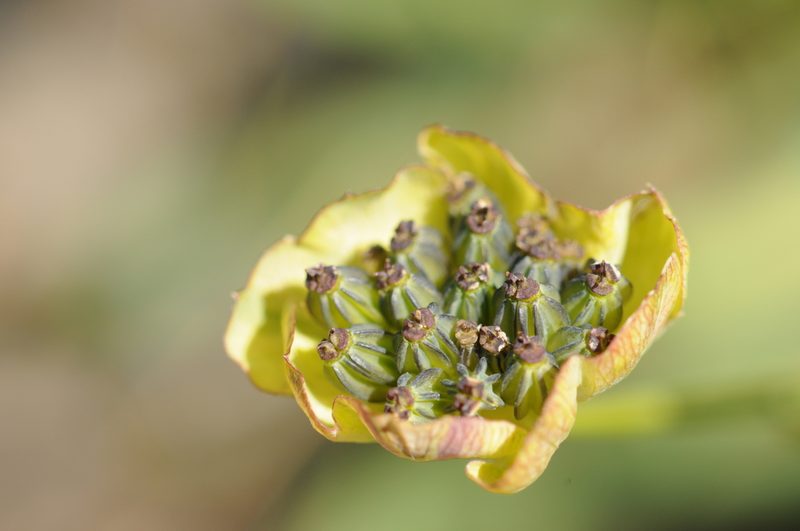 Bupleurum stellatum, photographed by Aaron Iemma