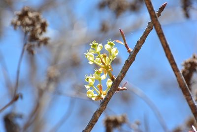 Euphorbia lundelliana, photographed by Neptalí Ramírez Marcial
