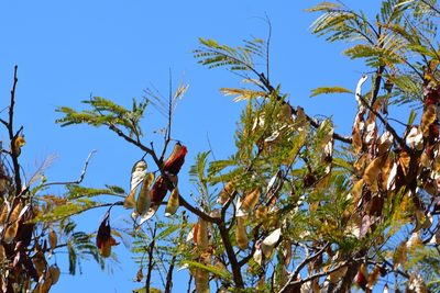 Lysiloma auritum, photographed by Neptalí Ramírez Marcial