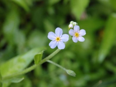 Myosotis welwitschii, photographed by Carminda Santos