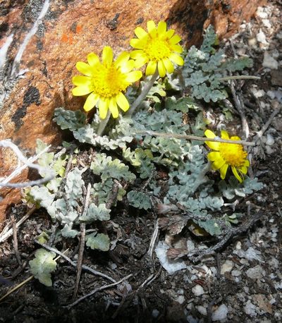 Senecio albifolius, photographed by Tony Rebelo