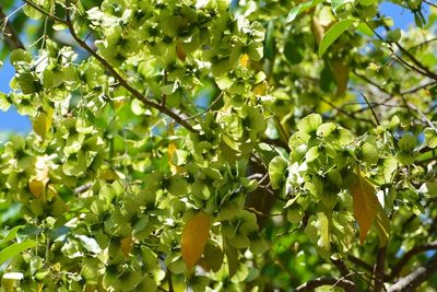 Psychopterys multiflora, photographed by Neptalí Ramírez Marcial