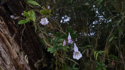 Lysionotus pauciflorus, photographed by Cheng-Te Hsu