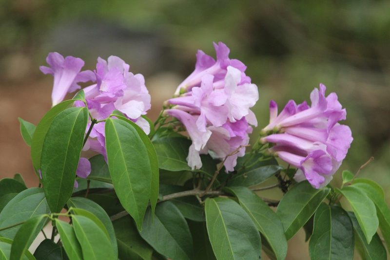 Mansoa alliacea, photographed by Haneesh K M