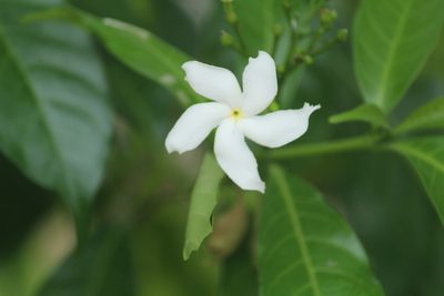 Tabernaemontana divaricata, photographed by Haneesh K M