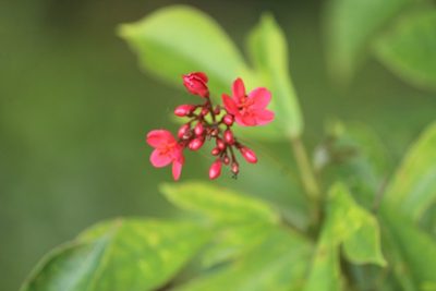Jatropha integerrima, photographed by Haneesh K M