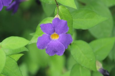 Thunbergia erecta, photographed by Haneesh K M