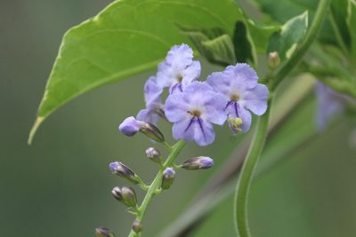 Duranta erecta, photographed by Haneesh K M
