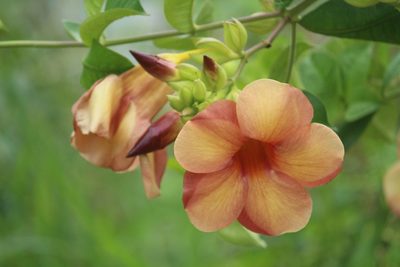 Allamanda blanchetii, photographed by Haneesh K M