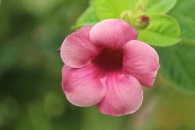 Allamanda blanchetii, photographed by Haneesh K M