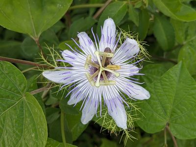 Passiflora ciliata, photographed by Eric Knight