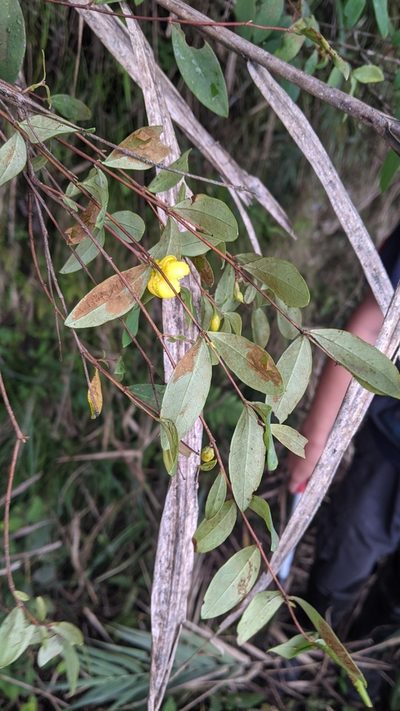 Hypericum geminiflorum, photographed by Cheng-Te Hsu
