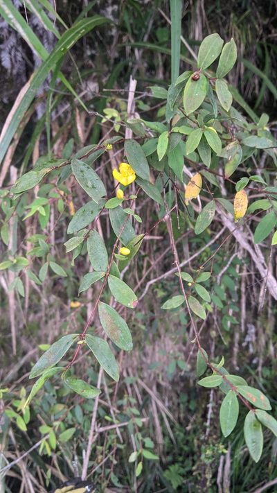 Hypericum geminiflorum, photographed by Cheng-Te Hsu