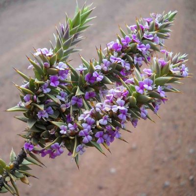 Muraltia cliffortiifolia, photographed by Di Turner