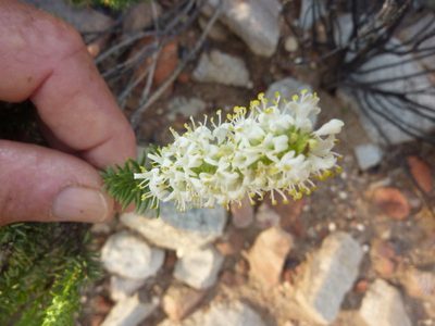 Selago eckloniana, photographed by Di Turner