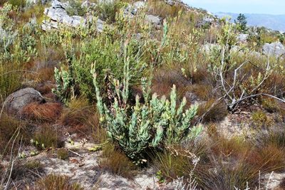 Leucadendron discolor, photographed by Tony Rebelo