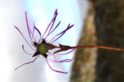 Erepsia aspera, photographed by Tony Rebelo