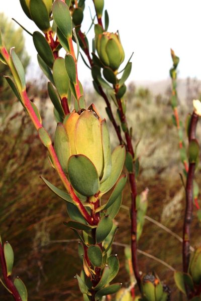 Leucadendron discolor, photographed by Tony Rebelo