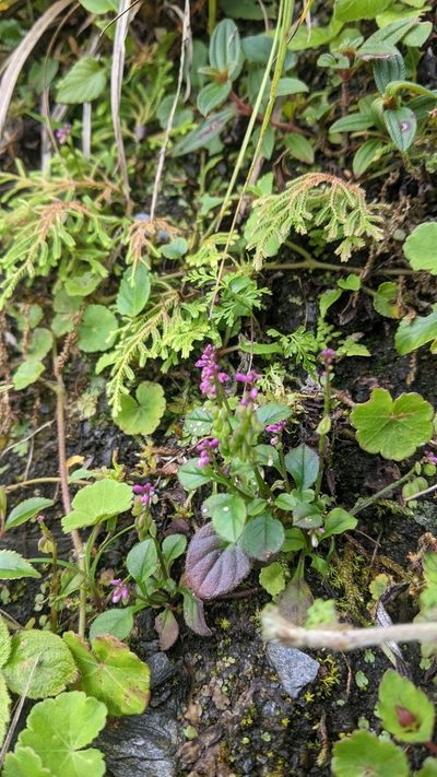 Polygala tatarinowii, photographed by Cheng-Te Hsu