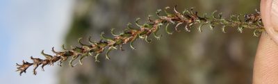 Stoebe glandulosa, photographed by Tony Rebelo