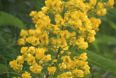 Senna spectabilis, photographed by Haneesh K M