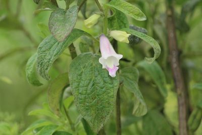 Sesamum indicum, photographed by Haneesh K M