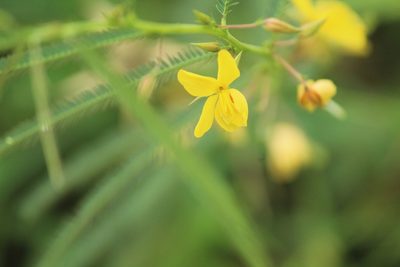 Chamaecrista mimosoides, photographed by Haneesh K M