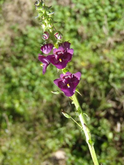 Diascia parviflora, photographed by Nicola van Berkel