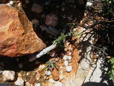 Anacampseros papyracea, photographed by Di Turner
