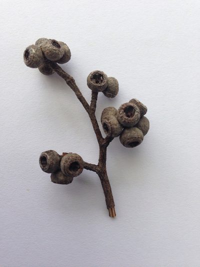 Eucalyptus oblonga, photographed by Tony Ladson