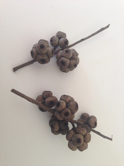 Eucalyptus agglomerata, photographed by Tony Ladson