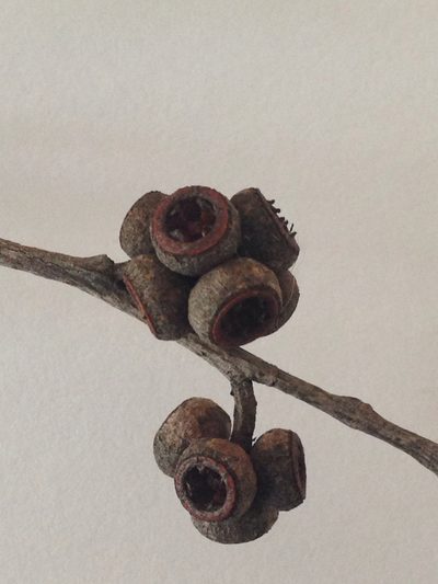 Eucalyptus oblonga, photographed by Tony Ladson