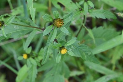 Bidens tripartita, photographed by Марина Садыкова