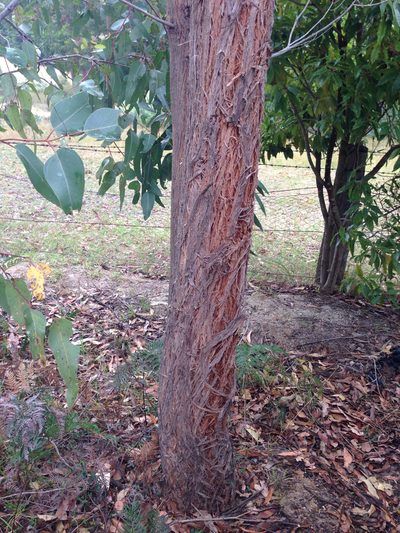 Eucalyptus muelleriana, photographed by Tony Ladson