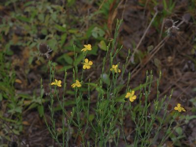 Hypericum drummondii, photographed by Michelle W. （鍾偉瑋）