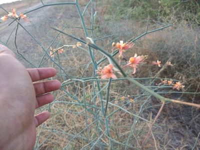Capparis decidua, photographed by S.MORE