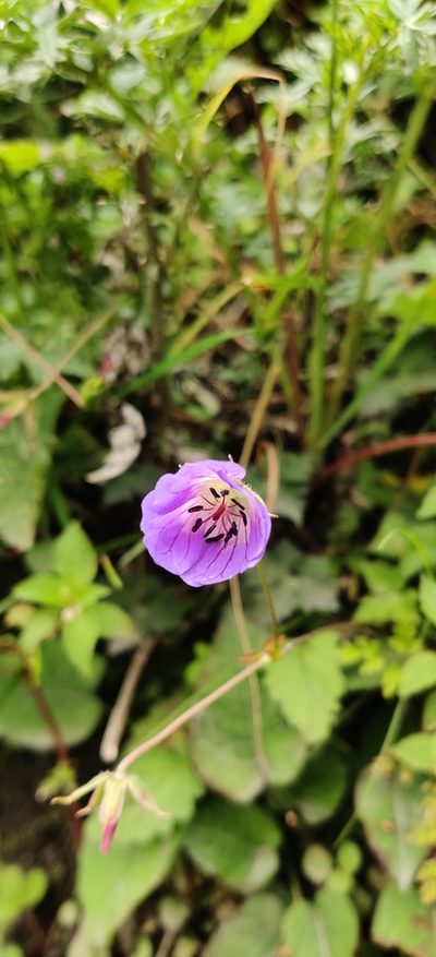 Geranium wallichianum, photographed by Name