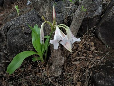 Crinum latifolium, photographed by S.MORE