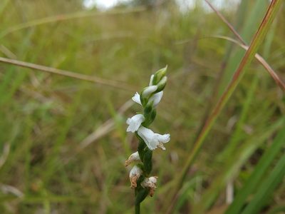 Spiranthes tuberosa, photographed by Elias