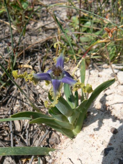 Ferraria uncinata, photographed by Jacques van der Merwe