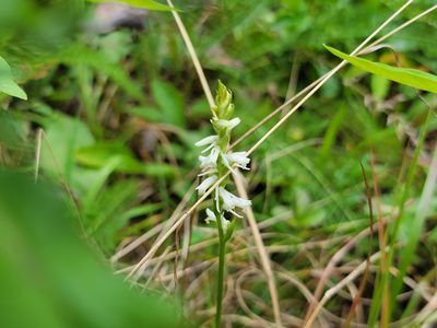 Spiranthes vernalis, photographed by Elias