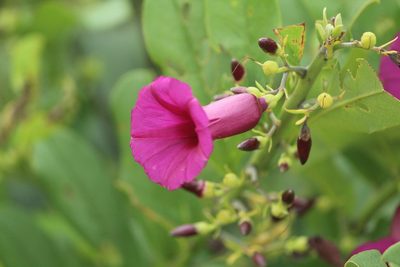 Argyreia cuneata, photographed by Haneesh K M