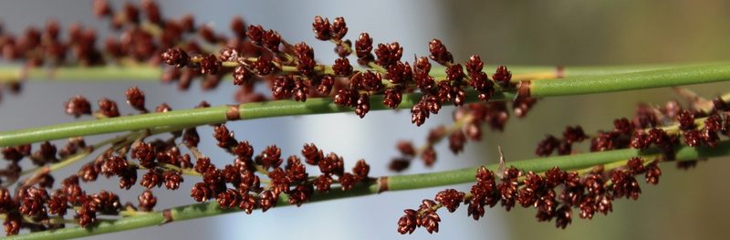 Elegia macrocarpa, photographed by Tony Rebelo