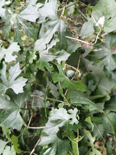Zehneria parvifolia, photographed by Mmatjie Mashao